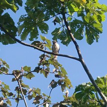 Bird sitting on a tree
